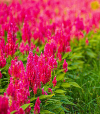 Plamenník ružový – Celosia argentea – semená celosie