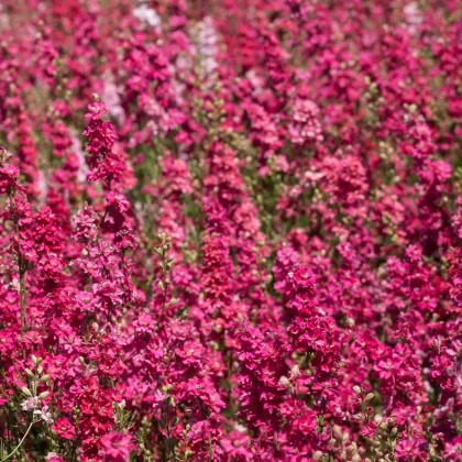 Ostrôžka Carmine King - Delphinium imperialis - predaj semien - 100 ks