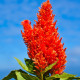 Plamenník ohnivý - Celosia plumosa - predaj semien - 50 ks