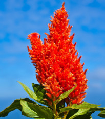 Plamenník ohnivý - Celosia plumosa - predaj semien - 50 ks