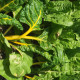 Mangold žltý Giallo - Beta vulgaris - semiačka - 60 ks