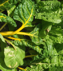 Mangold žltý Giallo - Beta vulgaris - semiačka - 60 ks
