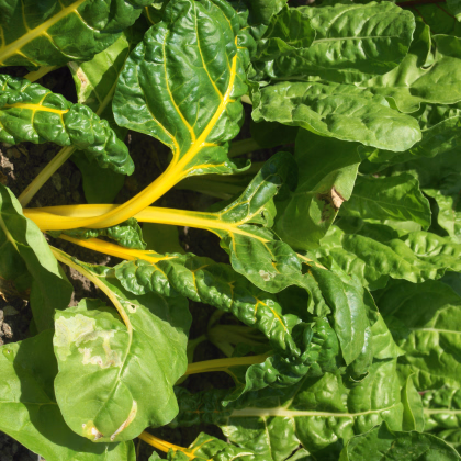 Mangold žltý Giallo - Beta vulgaris - semiačka - 30 ks