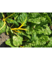 Mangold žltý Giallo - Beta vulgaris - semiačka - 60 ks