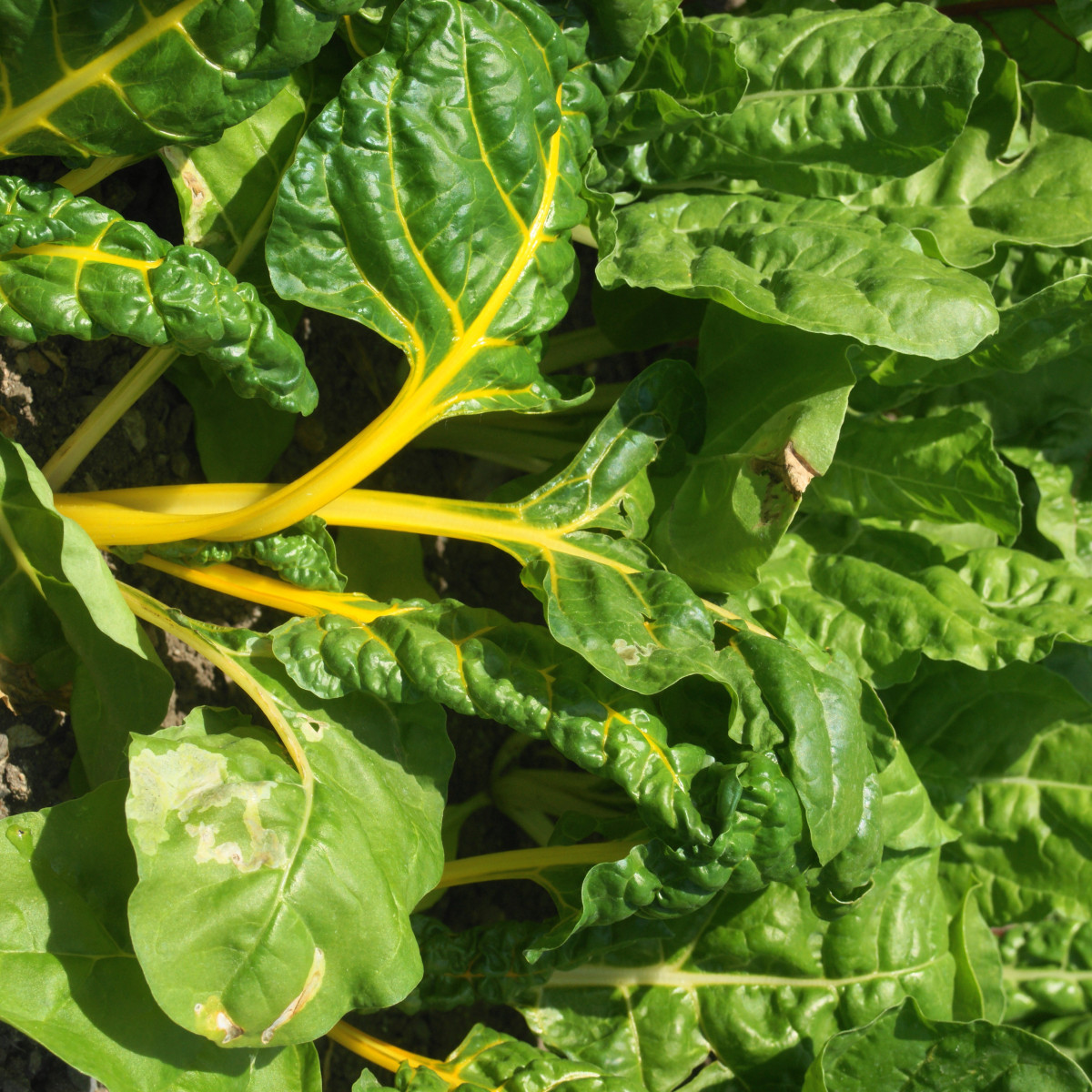 Mangold žltý Giallo - Beta vulgaris - semiačka - 60 ks