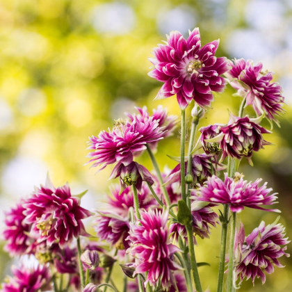 Orlíček Nora Barlow - Aquilegia vulgaris - predaj semien - 30 ks