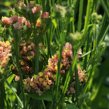 Limonka zohnutá apricot - Limonium sinuatum - predaj semien - 30 ks