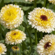 Nechtík lekársky Ivory Princess - Calendula officinalis - predaj semien - 40 ks