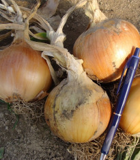 Cibuľa jarná Amfora F1 -  semená cibuľky - allium cepa - predaj semien - 110 ks