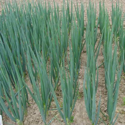 Cibuľa zimná Entita - Allium fistulosum L. - semená cibule - 0,4 g