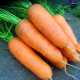 Mrkva Katrin - Daucus carota - semienka - 500 ks