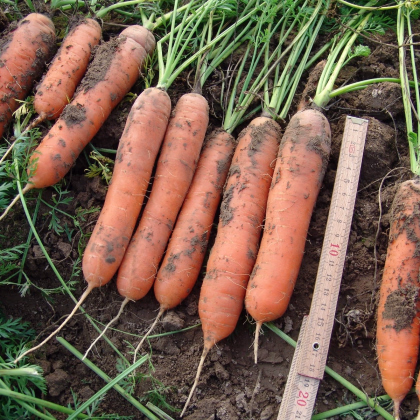 Mrkva raná Marion F1 - Daucus carota - semienka - 900 ks