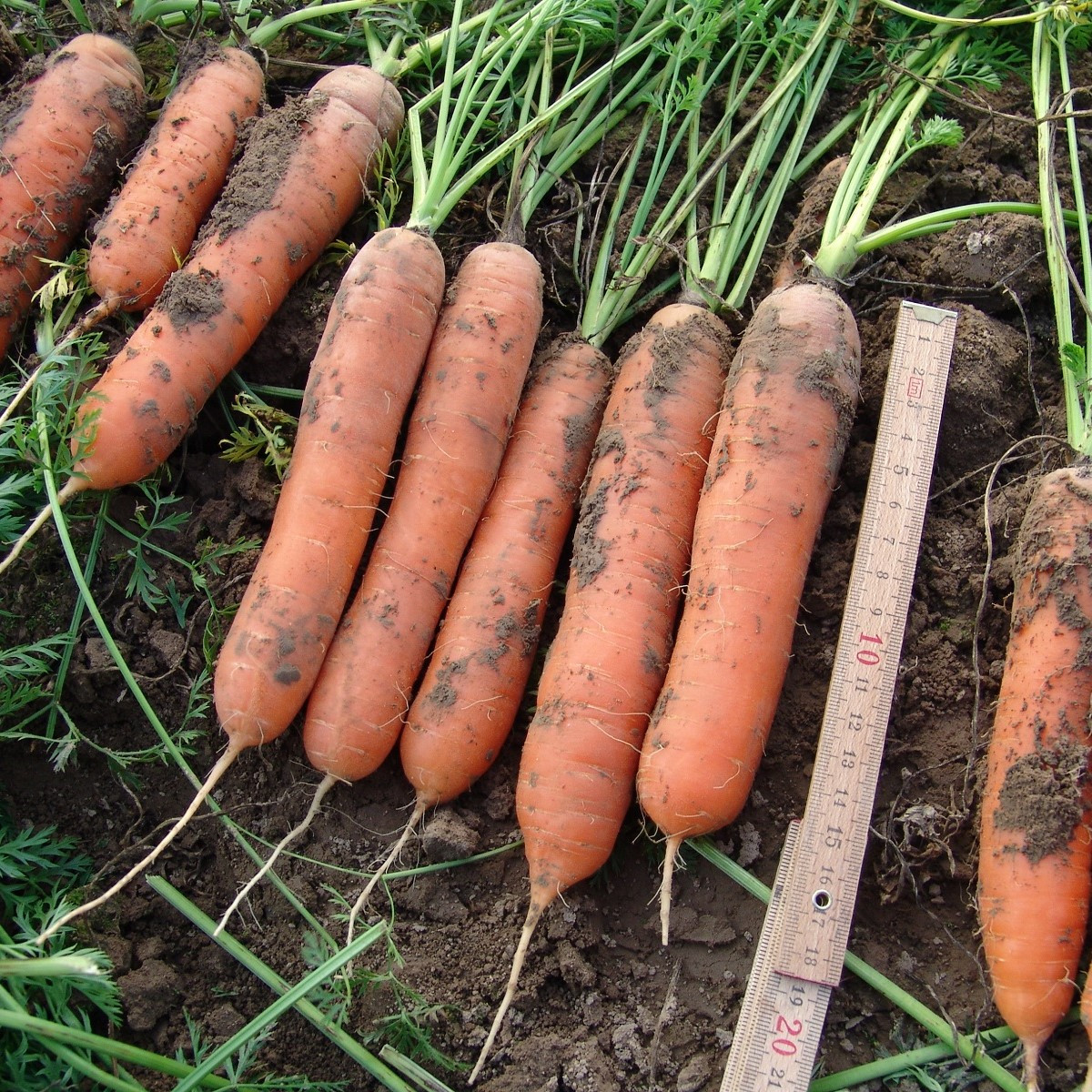 Mrkva raná Marion F1 - Daucus carota - semienka - 900 ks