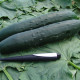 Uhorka F1 Aikon - Cucumis sativus - semiačka - 10 ks