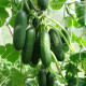 Šalátová uhorka Pony F1 - Cucumis sativus - predaj semien uhoriek - 10 ks