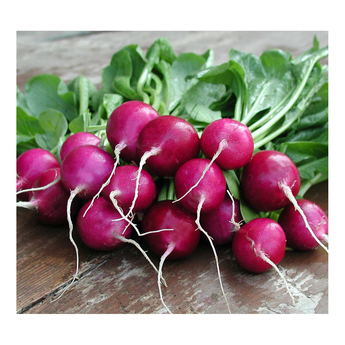 Reďkovka Viola - Raphanus sativus - semienka reďkvi - 100 ks