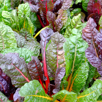 Mangold dúhový - Beta vulgaris - Bright lights - semiačka - 25 ks