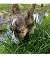 Tráva pre psy - Golden Line - trávna zmes - 19 g