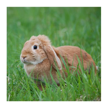 Tráva pre králiky - Golden Line - trávna zmes - 15 g