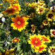 Krásnoočko trpasličie mix - Coreopsis hybrida - predaj semien - 200 ks