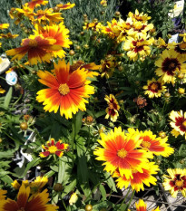 Krásnoočko Incredible Dwarf Mix - Coreopsis hybrida - predaj semien - 200 ks