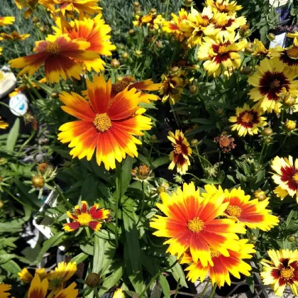 Krásnoočko Incredible Dwarf Mix - Coreopsis hybrida - predaj semien - 200 ks