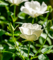 Ruža kríková pôdopokryvná The white fairy - Rosa - predaj voľnokorenných sadeníc ruží - 1 ks