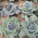 Kapusta Rufus - Brassica oleracea - predaj semien kapusty - 150 ks