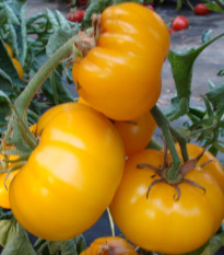 Paradajka kolíková Yellowstone - Solanum lycopersicum - Semená rajčiaka - 15 ks