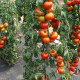 Paradajka kolíková Štart S F1- Solanum lycopersicum - Semená rajčiaka - 10 ks