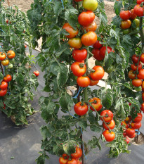 Paradajka kolíková Štart S F1- Solanum lycopersicum - Semená rajčiaka - 10 ks