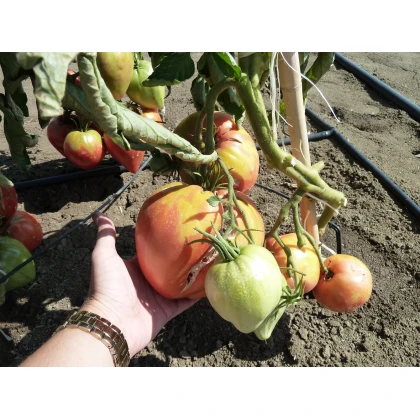 Paradajka kolíková - Býčie srdce Herodes - Solanum lycopersicum - Semená rajčiaka - 15 ks