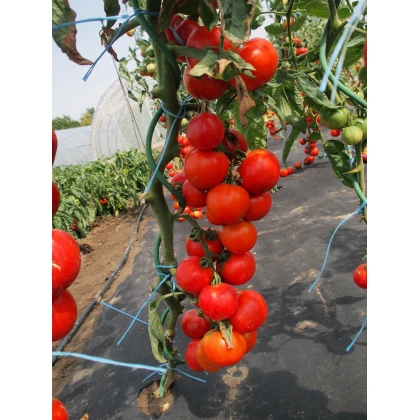 Paradajka kolíková Uragan F1 hybridná - Solanum lycopersicum - semená rajčiaka - 30 ks