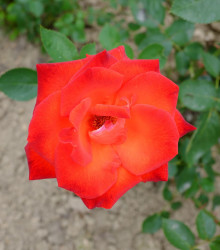 Ruža veľkokvetá červená Lidka - predaj voľnokorenných sadeníc ruží - 1 ks