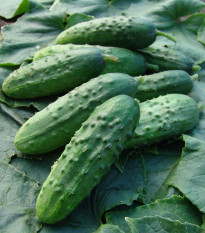 Uhorka Regina F1 - nakladačka - Cucumis sativus - semiačka - 20 ks