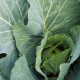 BIO Biela kapusta Premier - Brassica oleracea - semiačka - 0,3 g