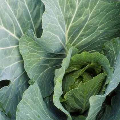 BIO Biela kapusta Premier - Brassica oleracea - semiačka - 0,3 g