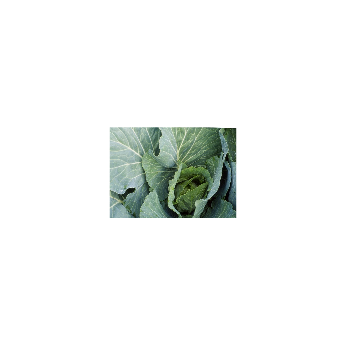 BIO Biela kapusta Premier - Brassica oleracea - semiačka - 0,3 g