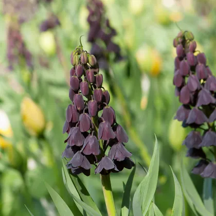 Korunkovka perzská - Fritillaria Persica - cibuľky - 1 ks
