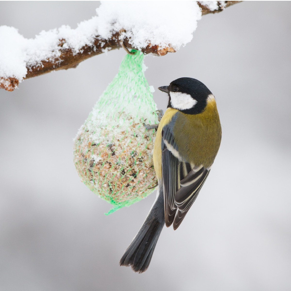 Lojové gule s bielkovinou - Kŕmidlo - predaj krmiva pre vtáctvo - 4 ks