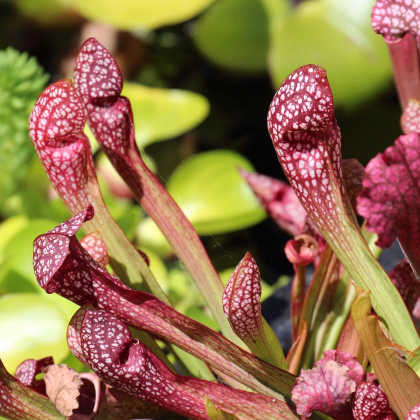 Špirlica purpurová - Sarracenia purpurea - predaj semien - 8 ks
