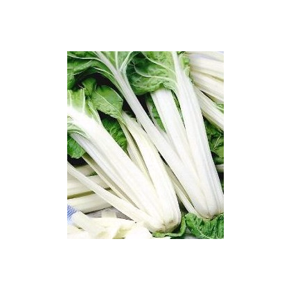 Mangold Verte a Carde Blanche 2 - Beta vulgaris - predaj semien - 50 ks