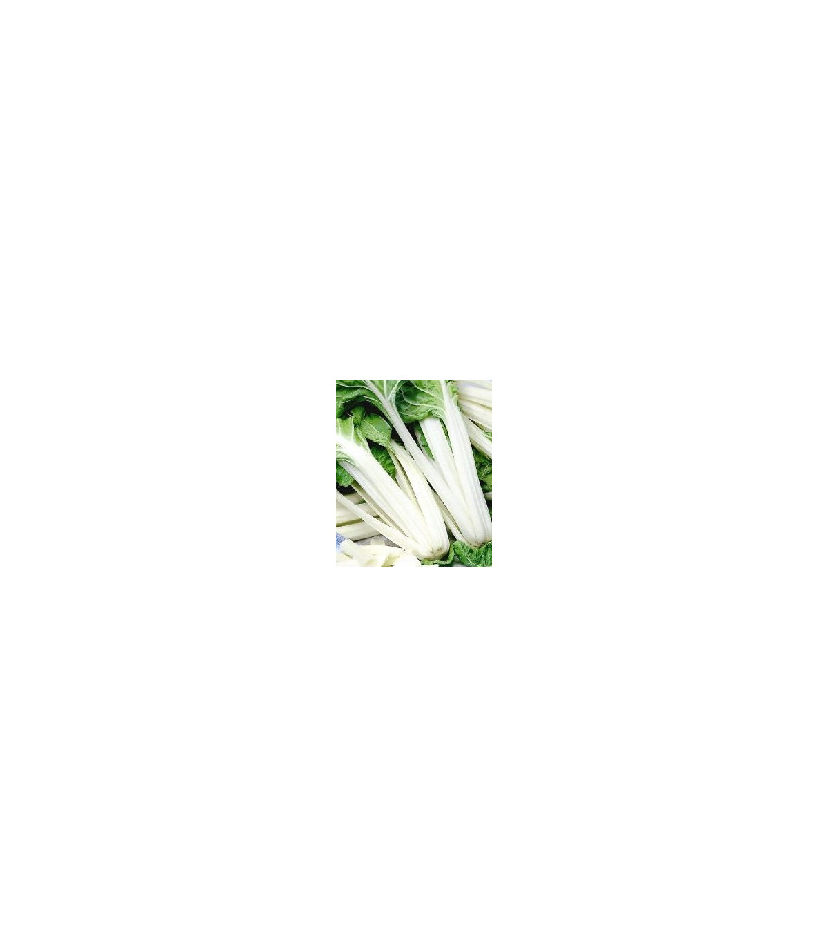 Mangold Verte a Carde Blanche 2 - Beta vulgaris - predaj semien - 50 ks