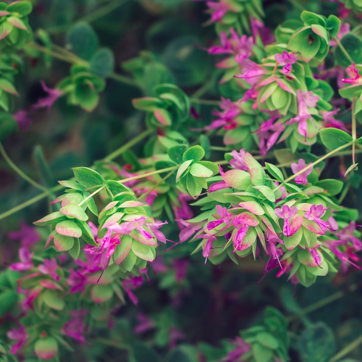 Okrasné oregano Kirigami - Origanum rotundifolia - predaj semien oregana - 18 ks