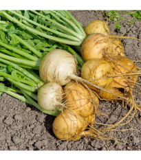 BIO kvaka Wilhelmsburger - Brassica napus var. napobrassica - predaj bio semien - 100 ks