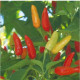 Chilli Tabasco - Capsicum frutenscens - predaj semien - 7 ks