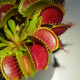 Mucholapka červená Redline - Dionaea - semiačka - 10 ks