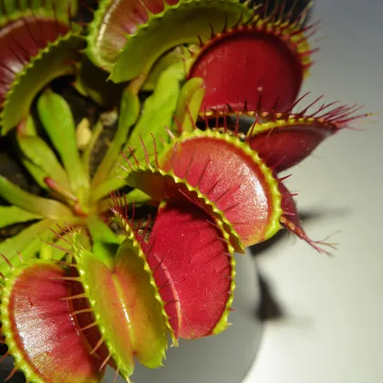 Mucholapka červená Redline - Dionaea - semiačka - 10 ks