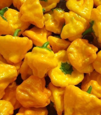 Chilli Mushroom žlté - Capsicum annuum - predaj semien chilli - 6 ks