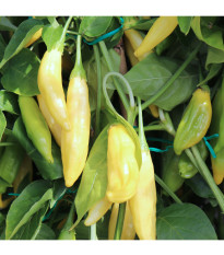BIO Chilli Lemon Drop - Capsicum baccatum - predaj bio semien - 7 ks